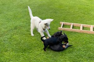 Schulhund-Lehrling Aria