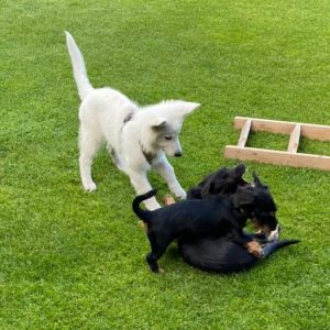 Schulhund-Lehrling Aria